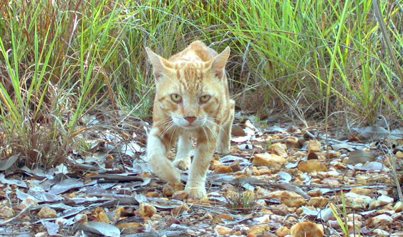 News Photo 1 - Australia - Otta Nottathil - 28420197cats