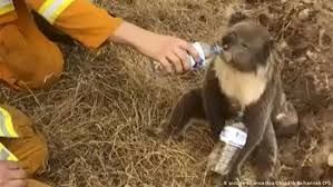 News Photo 1 - Australia - Otta Nottathil - 301220193koala