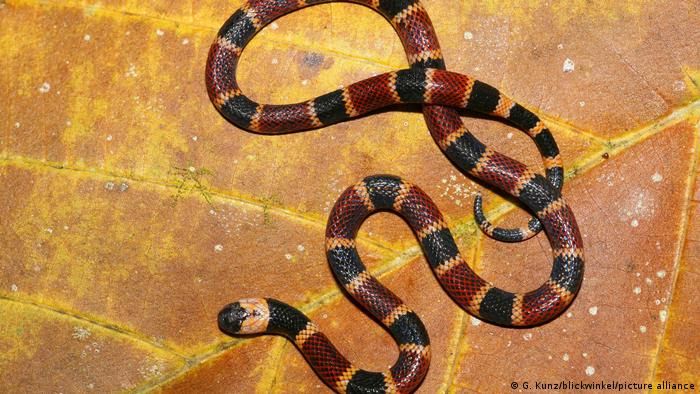 News Photo 1 - Germany - Otta Nottathil - 17220214snake