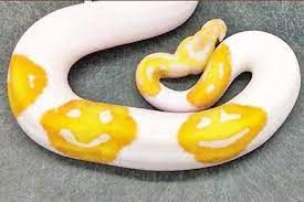 News Photo 1 - America - Otta Nottathil - 133202110smiley