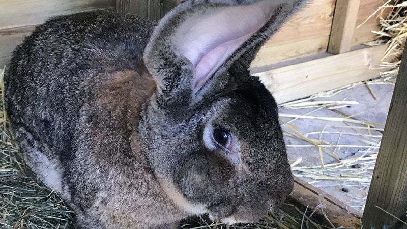 News Photo 1 - U.K. - Otta Nottathil - 14420215rabbit