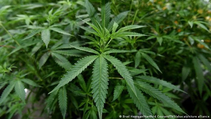 News Photo 1 - Germany - Otta Nottathil - 1720221cannabi