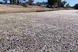 News Photo 1 - Australia - Otta Nottathil - 19320232fish