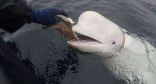 News Photo 1 - Europe - Otta Nottathil - 31520236whale