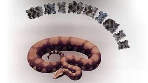 News Photo 1 - India - Otta Nottathil - vasuki_indicus_biggest_snake