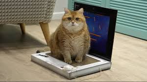 News Photo 1 - Other Countries - Otta Nottathil - cat_resignation_laptop
