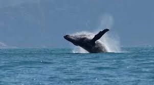 News Photo 1 - Other Countries - Otta Nottathil - whale_excape_kayak