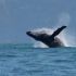 whale_excape_kayak