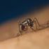 mosquito_bite_australia