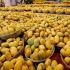 us_rejects_indian_mangoes
