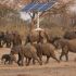 zimbabwe_elephants_cull